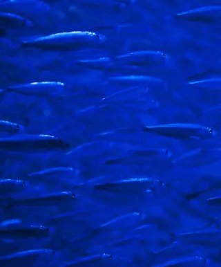 Bestaune das Sardinen Rennen aus nächster Nähe